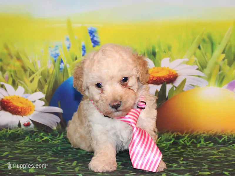 Sonny Lee – Poodle - Miniature  puppy for sale in Lead Hill, AR