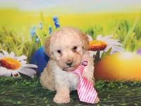 Sonny Lee, a male Poodle - Miniature  for sale in Lead Hill, AR – Photo 3 of 10