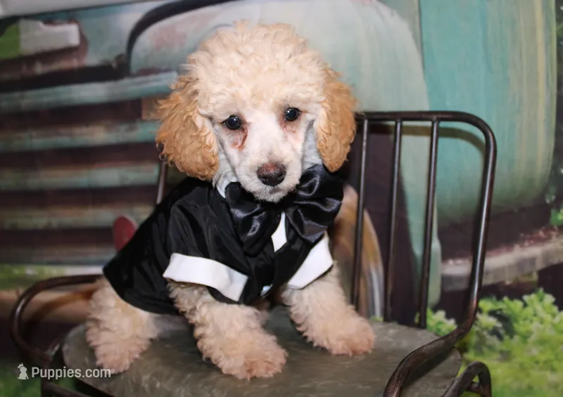 Sonny Lee – Poodle - Miniature  puppy for sale in Lead Hill, AR