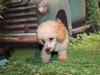 Sonny Lee, a male Poodle - Miniature  for sale in Lead Hill, AR – 9 of 10