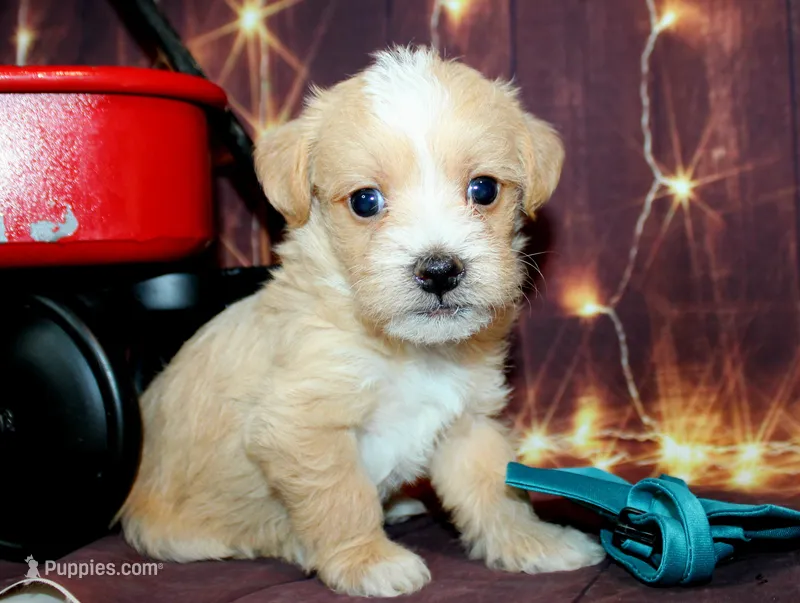 Thomas – Maltipoo puppy for sale in Lead Hill, AR