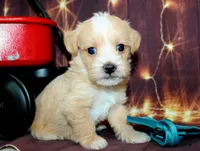 Thomas, a male Maltipoo for sale in Lead Hill, AR – 1 of 10