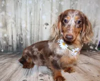 Bean, a female Miniature Dachshund for sale in Lead Hill, AR – 9 of 10
