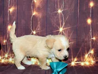 Thomas, a male Maltipoo for sale in Lead Hill, AR – 3 of 10
