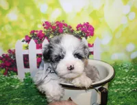 Blue, a male Miniature Schnauzer for sale in Lead Hill, AR – 2 of 10
