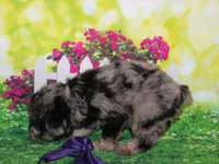 Norman, a male Miniature Schnauzer for sale in Lead Hill, AR – 4 of 10