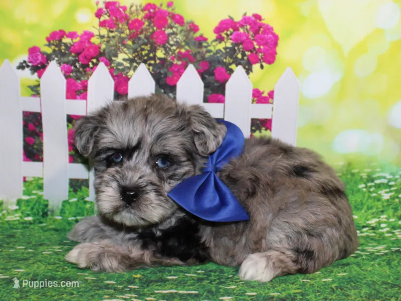 Oliver – Miniature Schnauzer puppy for sale in Lead Hill, AR