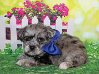 Oliver, a male Miniature Schnauzer for sale in Lead Hill, AR – 1 of 10