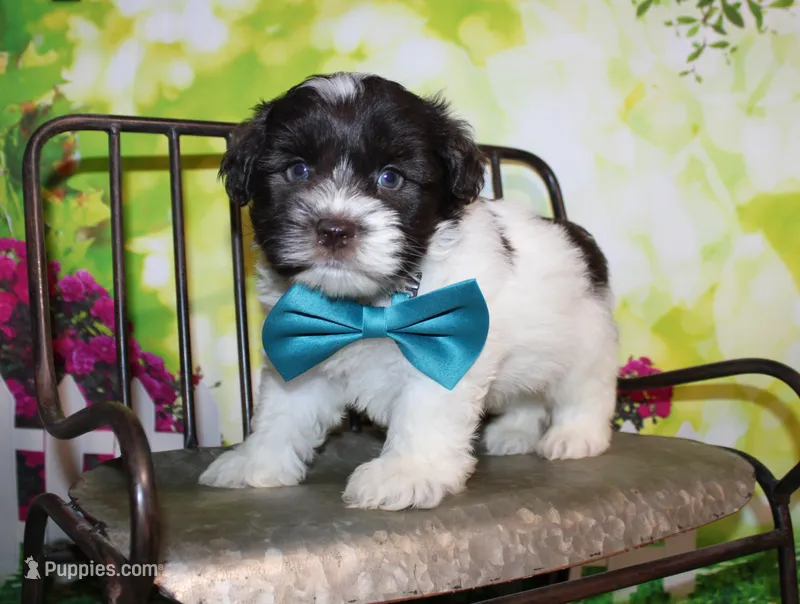 Hunter – Miniature Schnauzer puppy for sale in Lead Hill, AR