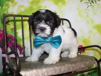 Hunter, a male Miniature Schnauzer for sale in Lead Hill, AR – 1 of 10