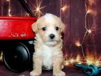 Thomas, a male Maltipoo for sale in Lead Hill, AR – 8 of 10