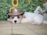 Max, a male Maltipoo for sale in Lead Hill, AR – 7 of 10