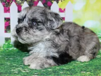Oliver, a male Miniature Schnauzer for sale in Lead Hill, AR – 9 of 10