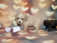Loki, a male Maltipoo for sale in Lead Hill, AR – 4 of 10