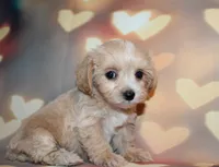 Loki, a male Maltipoo for sale in Lead Hill, AR – 6 of 10