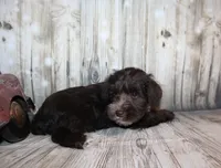 Oliver, a male Miniature Schnauzer for sale in Lead Hill, AR – 9 of 10
