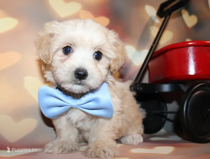 Henry – Maltipoo puppy for sale in Lead Hill, AR
