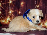 Leon, a male Maltipoo for sale in Lead Hill, AR – 9 of 10