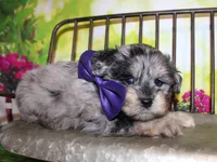 Norman, a male Miniature Schnauzer for sale in Lead Hill, AR – 3 of 10