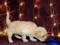 Leon, a male Maltipoo for sale in Lead Hill, AR – 2 of 10