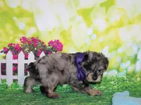 Norman, a male Miniature Schnauzer for sale in Lead Hill, AR – 5 of 10