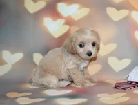 Loki, a male Maltipoo for sale in Lead Hill, AR – 3 of 10