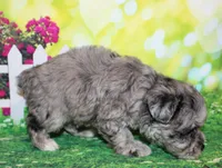 Oliver, a male Miniature Schnauzer for sale in Lead Hill, AR – 8 of 10