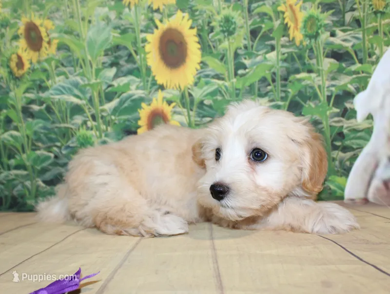 Daisy  – Maltipoo puppy for sale in Lead Hill, AR