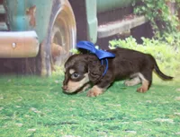 copper18, a male Miniature Dachshund for sale in Lead Hill, AR – 4 of 10