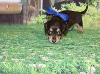 copper18, a male Miniature Dachshund for sale in Lead Hill, AR – 3 of 10