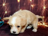 Thomas, a male Maltipoo for sale in Lead Hill, AR – 9 of 10