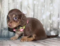 Bean, a female Miniature Dachshund for sale in Lead Hill, AR – 4 of 10
