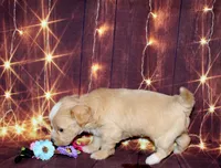 lila, a female Maltipoo for sale in Lead Hill, AR – 5 of 10