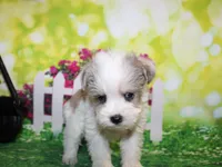 Tiny, a male Miniature Schnauzer for sale in Lead Hill, AR – 6 of 10