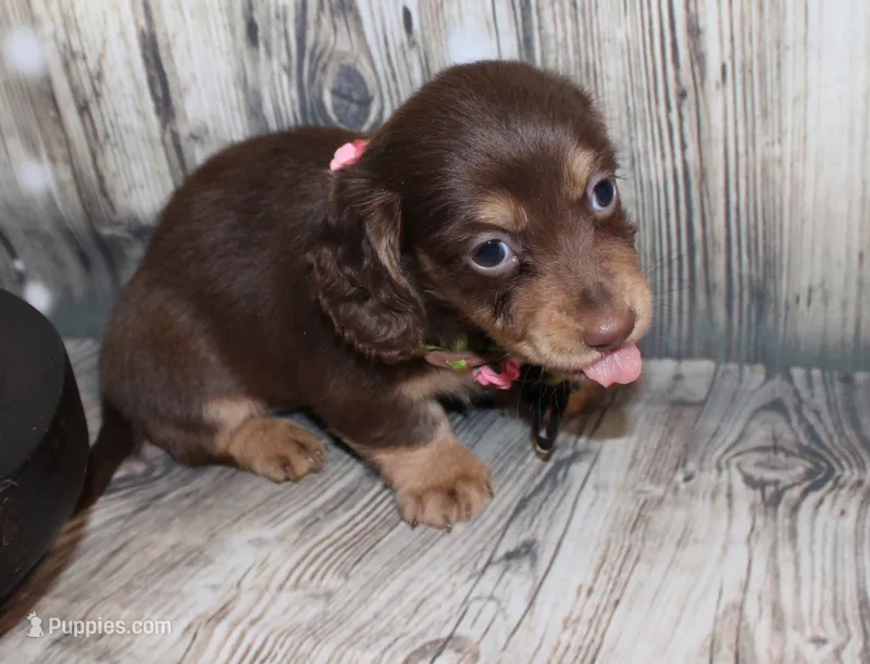 Bean – Miniature Dachshund puppy for sale in Lead Hill, AR