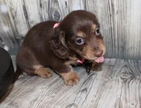 Bean, a female Miniature Dachshund for sale in Lead Hill, AR – 1 of 10