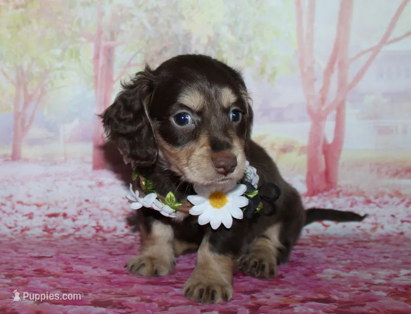 Darcy – Miniature Dachshund puppy on hold in Lead Hill, AR