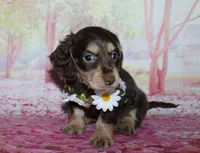 Darcy, a female Miniature Dachshund for sale in Lead Hill, AR – 1 of 10