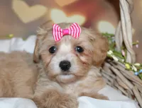 Opal Mae, a female Maltipoo for sale in Lead Hill, AR – 10 of 10
