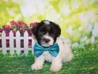 Hunter, a male Miniature Schnauzer for sale in Lead Hill, AR – 4 of 10