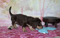 Darcy, a female Miniature Dachshund for sale in Lead Hill, AR – 5 of 10