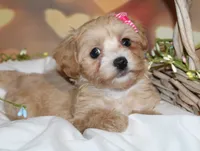 Opal Mae, a female Maltipoo for sale in Lead Hill, AR – 7 of 10