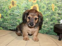 Peanut, a male Miniature Dachshund for sale in Lead Hill, AR – 3 of 10