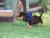 copper18, a male Miniature Dachshund for sale in Lead Hill, AR – 6 of 10
