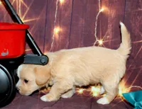 Thomas, a male Maltipoo for sale in Lead Hill, AR – 2 of 10