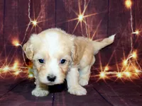 Leon, a male Maltipoo for sale in Lead Hill, AR – 3 of 10