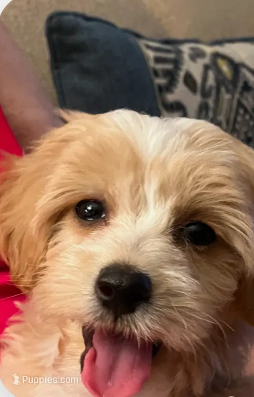 Addie – Maltipoo puppy for sale in Lead Hill, AR