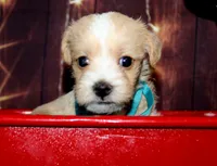 Thomas, a male Maltipoo for sale in Lead Hill, AR – 10 of 10