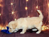Leon, a male Maltipoo for sale in Lead Hill, AR – 4 of 10