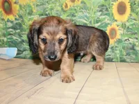 Peanut, a male Miniature Dachshund for sale in Lead Hill, AR – 4 of 10